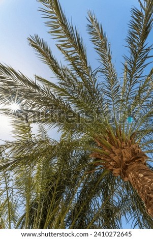 tropical background bottom view of big palm branches natural pattern