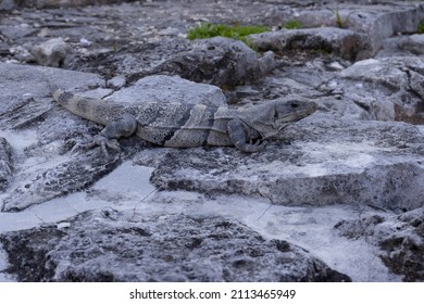 Tropical background of an iguana in the Mayan ruins of Tulum, which is located in the Mayan Riviera in the state of Yucatan (Mexico), bordering the beautiful Caribbean Sea.