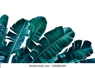 tropical banana leaf, dark blue palm foliage isolated on white, nature background, clipping path included, toned process