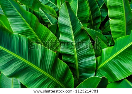 tropical banana leaf , green background