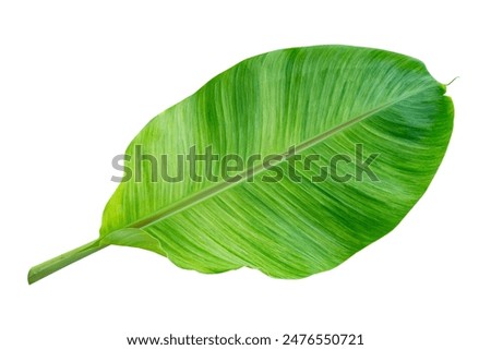 tropical banana leaf isolated on white background