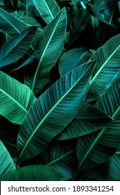 tropical banana leaf texture in garden, abstract green leaf, large palm foliage nature dark green background - Shutterstock ID 1893341254