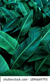 Tropical Banana Leaf Texture In Garden, Abstract Green Leaf, Large Palm Foliage Nature Dark Green Background