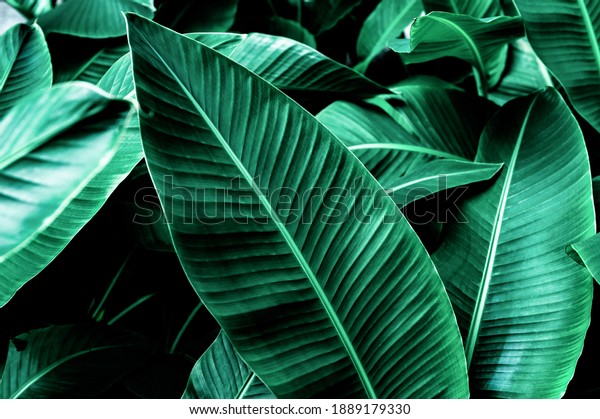 tropical banana leaf\
texture in garden, abstract green leaf, large palm foliage nature\
dark green background