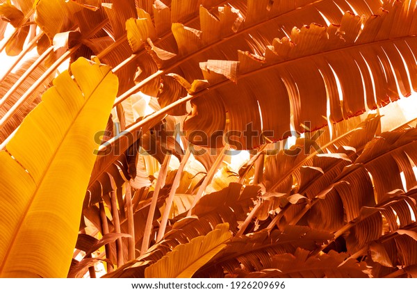 tropical banana leaf texture in garden, abstract yellow leaf, large foliage nature background