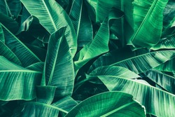 Tropische Bananenblattstruktur, Große Palmenblätter, Natur Dunkelgrüner Hintergrund