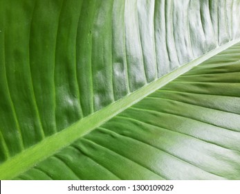 3,379 Foilage Stock Photos, Images & Photography | Shutterstock