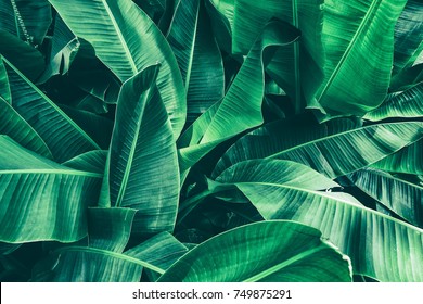 tropical banana leaf texture, large palm foliage nature dark green background