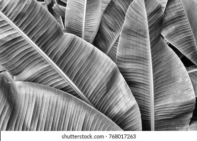 tropical banana leaf texture, large palm foliage nature background, black and white tone