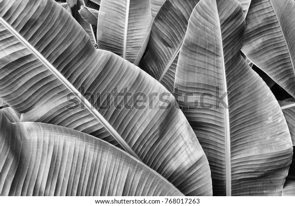 tropical banana leaf texture, large palm foliage nature background, black and white tone.