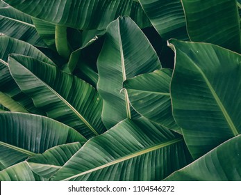 tropical banana leaves , dark green background - Shutterstock ID 1104546272