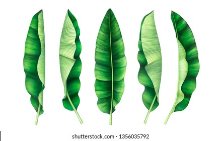 Tropical banana leaves set. Hand drawn watercolor illustration. - Shutterstock ID 1356035792