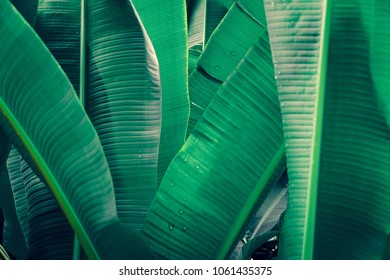 Tropical banana leaves texture,Dark blue green background,Rain drops on foliage - Shutterstock ID 1061435375