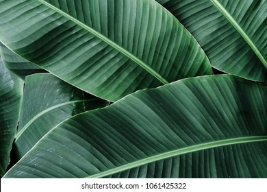 Tropical banana leaves texture,Dark green background