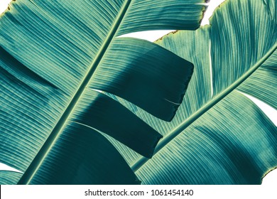 tropical banana palm leaf isolated on white background with clipping path, sunlight from back, blue toned       