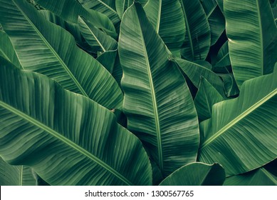 tropical banana palm leaves texture green background - Shutterstock ID 1300567765
