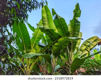 Tropical banana trees with fresh green leaves growing lush under the bright blue sky. - Powered by Shutterstock