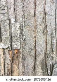 Tropical Bark tree texture background