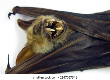 Tropical Bat Hipposideros Diadema Bared Mouth, Fangs. Horror. Taxidermy.