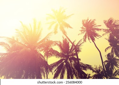 Tropical beach background with palm tree silhouettes at sunset. Vintage effect.