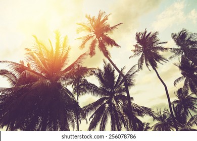 Tropical beach background with palm trees silhouette at sunset. Vintage effect. - Powered by Shutterstock