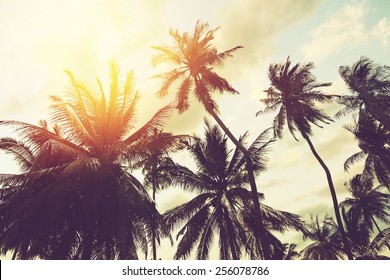 Tropical Beach Background With Palm Trees Silhouette At Sunset. Vintage Effect.