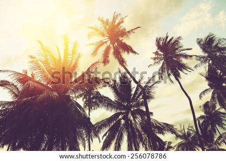 Tropical beach background with palm trees silhouette at sunset. Vintage effect.
