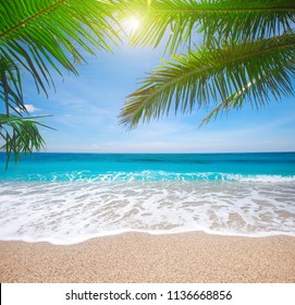 Tropical Beach Coconut Palm Stock Photo (Edit Now) 1136668856