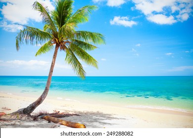 Beautiful Beach Coconut Palm Koh Lanta Stock Photo 92801089 | Shutterstock