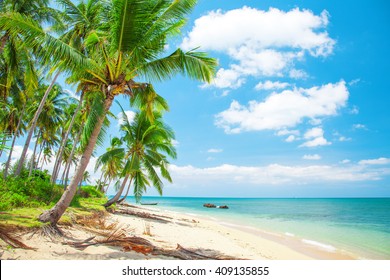 tropical beach with coconut palm 