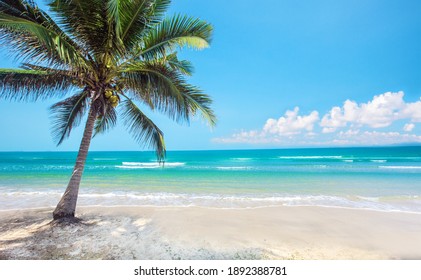 tropischer Strand mit Kokospalmen