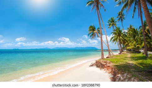 Tropical Beach With Coconut Palm Tree