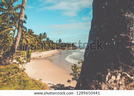 Tropical Beach Landscape in Ilheus, Bahia
