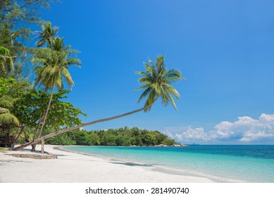 Tropical beach landscape with a leaning palm tree on Bintan island, Indonesia