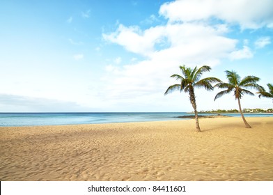 Tropical Beach Palm Tree In Lanzarote, Canary Islands