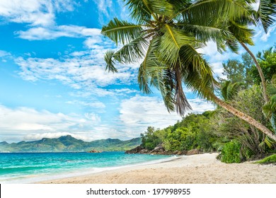 tropical beach with palm and turquoise sea