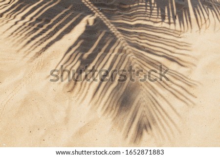 Tropical beach sand with shadows of coconut palm tree leaves. Travel and vacations concept background.