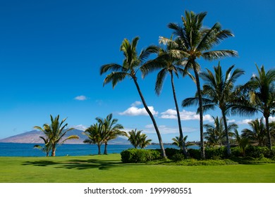 4,557 Beautiful seaside sceneries coconut tree Images, Stock Photos ...