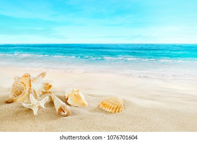 Tropical Beach. Shells On The Sand.