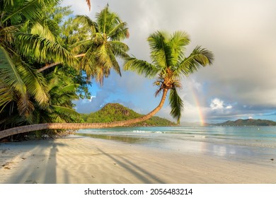 Tropical beach at sunrise. Palm trees on the beach at sunrise in tropical island, Praslin, Seychelles.