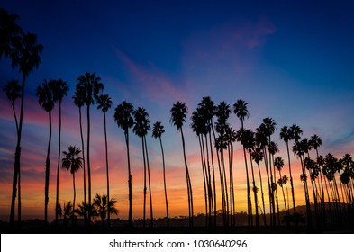 Tropical Beach sunset with silhoette of High California Palm trees in Santa Barbara 