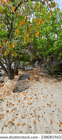 Tropical beach with tree and sand, falling leaves on the ground.