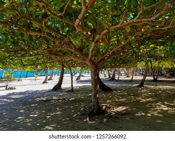 Tropical Beach with trees