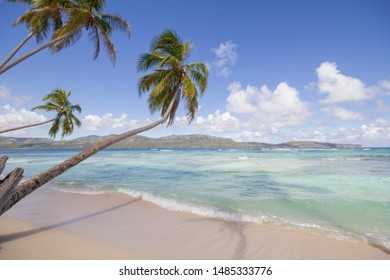 Tropical beach with white sand and palm trees in Caribbean paradise with great sunny weather.
