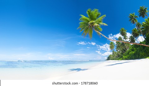 Tropical Beach White Sand Palm Tree Stock Photo 178718060 | Shutterstock