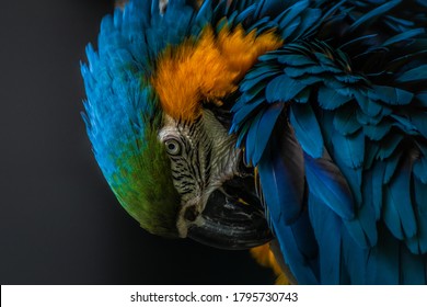 Tropical Bird Portrait  