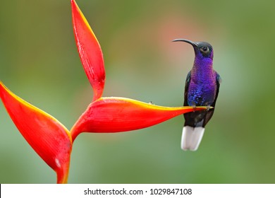 Tropical bird with red flower. Hummingbird from Costa Rica in tropical forest. Big blue bird Violet Sabrewing with blurred green background.