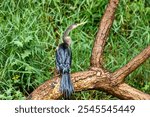 Tropical bird Snakebird, darter, American darter, or water turkey, (Anhinga anhinga). Refugio de Vida Silvestre Cano Negro, Wildlife and birdwatching in Costa Rica.