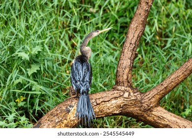 Tropical bird Snakebird, darter, American darter, or water turkey, (Anhinga anhinga). Refugio de Vida Silvestre Cano Negro, Wildlife and birdwatching in Costa Rica. - Powered by Shutterstock