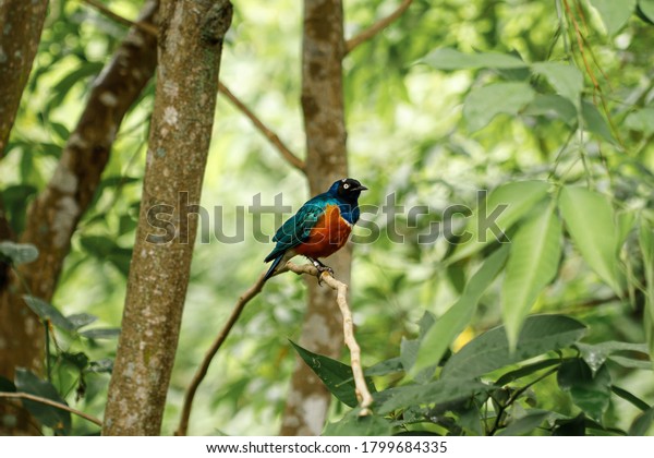 Tropical bird with\
turquoise wings, red chest, blue crop and black head sitting on a\
branch in the forest